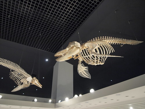 クジラの骨格標本