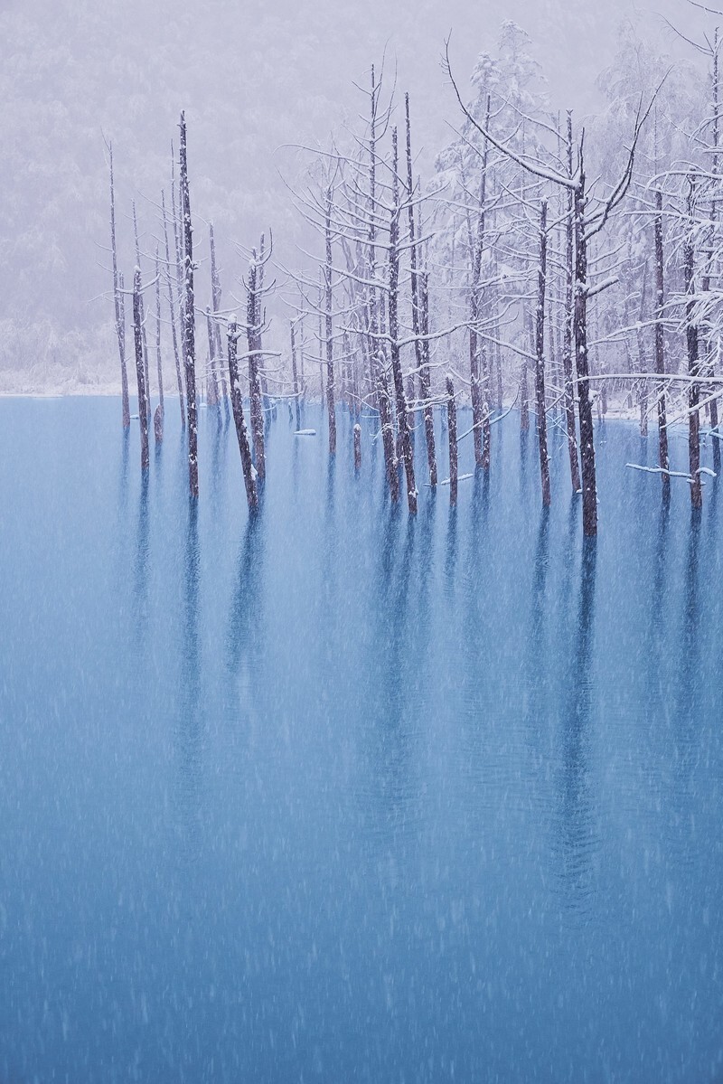 北海道 美瑛の青い池は人気絶景スポット おすすめのタイミングやアクセスも紹介 3ページ目 Jouer ジュエ