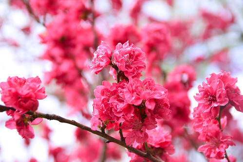 沖縄や鹿児島で見られるカンヒザクラを楽しもう 開花時期やお花見スポットは Jouer ジュエ