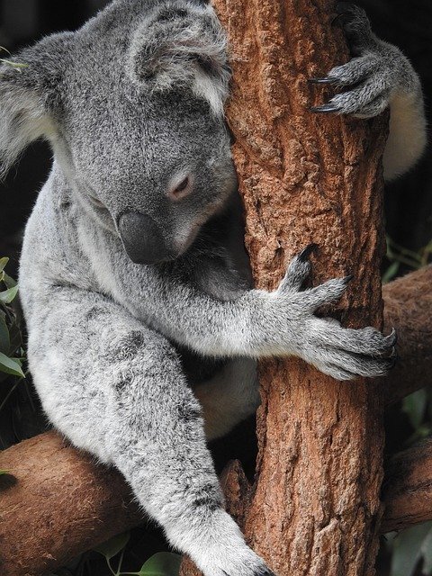 オーストラリアの動物に会いたい 種類や特徴 おすすめ動物園情報も Jouer ジュエ