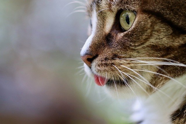 ネコの舌