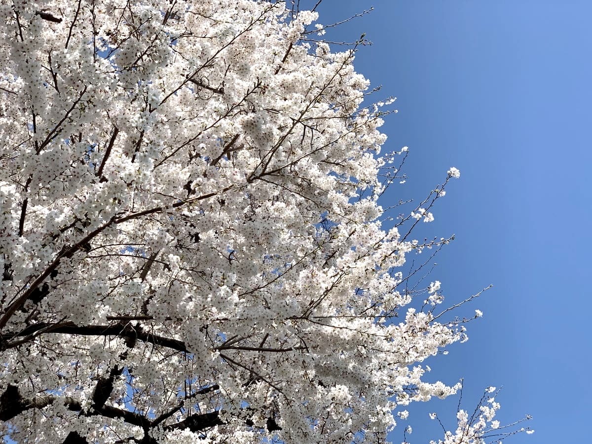桜・季節