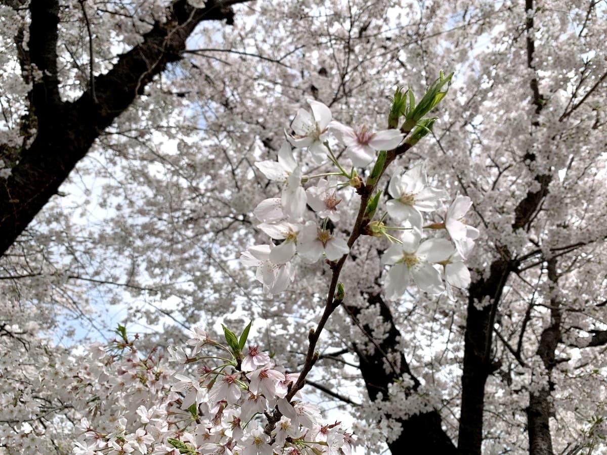 桜 ・春