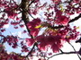 沖縄の桜の名所！開花時期や見頃・お祭り情報も