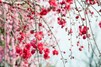 大阪の花見スポットおすすめ21選！桜の名所や穴場の見頃時期は？