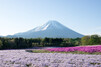 本栖湖の富士芝桜まつりへ行こう！時期・見頃・アクセスは？