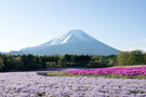 本栖湖の富士芝桜まつりへ行こう！時期・見頃・アクセスは？