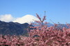 河口湖で桜と富士山のコラボを堪能！見頃やおすすめの名所を紹介