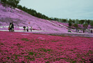 北海道の芝桜・美しい名所を厳選！イベントや見ごろ時期の情報・アクセスもご紹介