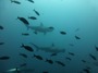 室戸岬のむろと廃校水族館のサメが泳ぐプールが話題！自由な発想の展示が面白い