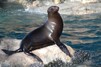 高知の桂浜水族館で癒されたい！飼育員と動物たちの愛を刮目せよ