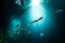 浜松の水族館ウォットはおすすめの体験学習施設！浜名湖の生き物を直に触れられる？