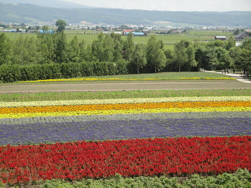 北海道の花を巡る人気観光名所25選 最高に美しい見ごろのシーズンは Jouer ジュエ