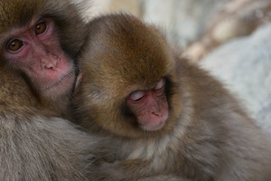 長野の温泉は日帰りも宿泊も楽しめる おすすめの温泉ランキング 4ページ目 Jouer ジュエ