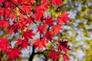 秋の那須は紅葉の見所がいっぱい！滝・ロープウェイ・吊り橋など名所スポット紹介