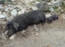 鹿児島の特産黒豚が楽しめるお店21選！しゃぶしゃぶから豚カツまで食べ尽くそう