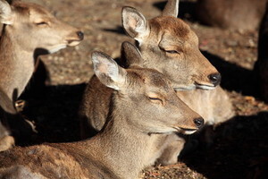 奈良公園で鹿と遊ぶ際の注意点 鹿せんべいのあげ方やしてはいけないことは 3ページ目 Jouer ジュエ