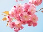 奈良が誇る絶景・吉野の桜を見に行こう！見頃情報やアクセス方法などまとめ