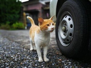 尾道は猫好きにはたまらないスポット 大人気 猫の細道 やかわいいグッズまで 3ページ目 Jouer ジュエ