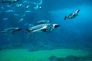 長崎ペンギン水族館の楽しみ方を大特集！人気のお土産やアクセス・割引情報まで