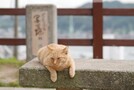 尾道市でおすすめ観光スポット29選！人気の名所から猫に会える場所まで