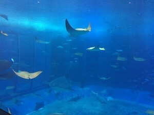 須磨の人気水族館 須磨海浜水族園の料金を徹底解説 お得に使える割引クーポンも Jouer ジュエ