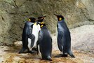 姫路市立水族館の楽しみ方を徹底解説！ペンギンに会えるスポットやタッチプールも