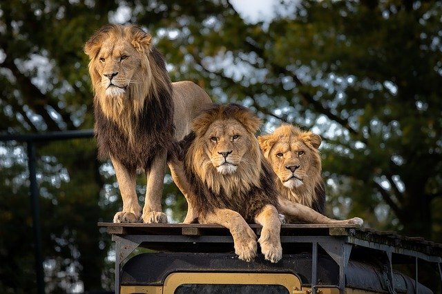 多摩動物公園の駐車場情報まとめ 料金が安い場所や無料の穴場は 3ページ目 Jouer ジュエ