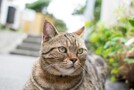 福岡・藍島の観光情報まとめ！フェリーを使った行き方や猫について調査