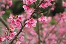 沖縄や鹿児島で見られるカンヒザクラを楽しもう！開花時期やお花見スポットは？