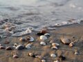 マテ貝の旬の時期を調査！潮干狩りでの取り方や砂抜きの方法をまとめ