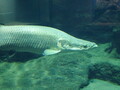 ピラルクを飼育している水族館情報まとめ！世界最大の淡水魚に会いに行こう！