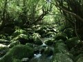 屋久島でおすすめの観光スポット21選！魅力いっぱいの離島の名所や穴場は？