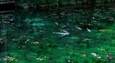 岐阜で知る人ぞ知る人気・モネの池！見頃やアクセスと周辺の見どころは？