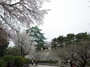 名古屋城は桜の名所！おすすめの花見スポットや「桜まつり」の情報をご紹介