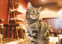 猫居酒屋で癒しの時間を過ごそう！東京都内の猫がいる居酒屋・バーをご紹介