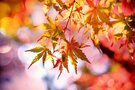 奈良の秋と言えば紅葉！見頃やおすすめコース・穴場を教えます