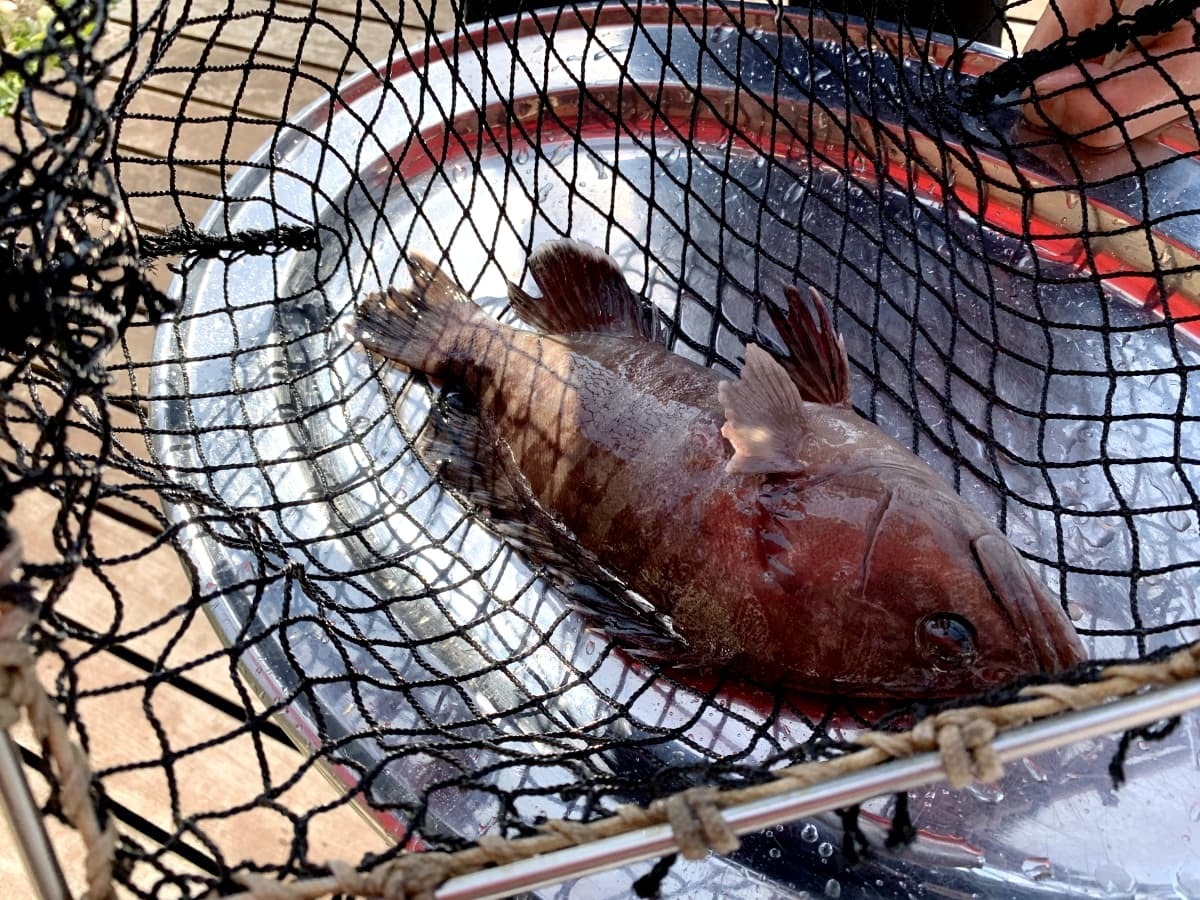 和歌山 白浜にある とれとれ市場 が熱い 釣りに海鮮丼にbbqも楽しめちゃう Jouer ジュエ