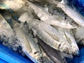 三浦半島のおすすめグルメを満喫したい！絶品海鮮ランチから穴場スポットまで紹介