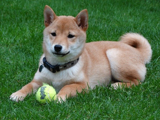 鎌倉で人気の豆柴カフェは最高の癒しスポット 口コミ 予約方法 混雑時間まとめ Jouer ジュエ