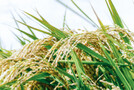 コストコの雑穀米関連製品をご紹介！毎日続けられる美味しい商品は？