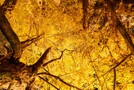 イチョウ並木が美しい光が丘公園を大特集！見どころやアクセス方法は？