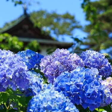 東京の紫陽花 あじさい の名所7選 見頃やおすすめの穴場も Jouer ジュエ