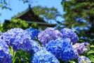 東京の紫陽花（あじさい）の名所7選！見頃やおすすめの穴場も