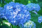神奈川の紫陽花（あじさい）の名所5選！見頃やおすすめの穴場も