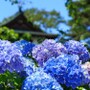 大阪の紫陽花（あじさい）の名所5選！見頃やおすすめの穴場も