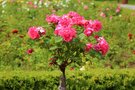 中之島公園は大阪市初の水上公園！美しいバラが人気のおすすめスポットとは