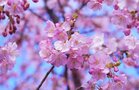 千葉・泉自然公園は県内屈指の桜の名所！親子で楽しめる自然豊かな場所をご紹介