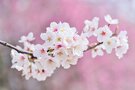 大阪・大仙公園は日本庭園と花が美しい癒しスポット！見頃やアクセス方法は？