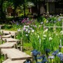 上尾丸山公園は四季折々の植物を楽しめる癒しスポット！見頃やおすすめの花は？